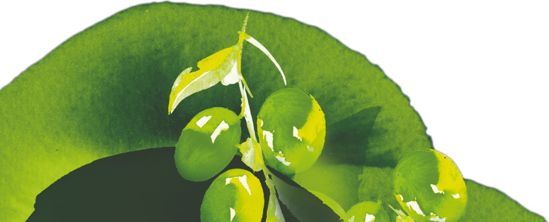 footer fruitbanner 2x